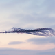 Illustration for article titled Youve Never Seen Birds Fly Like This Before